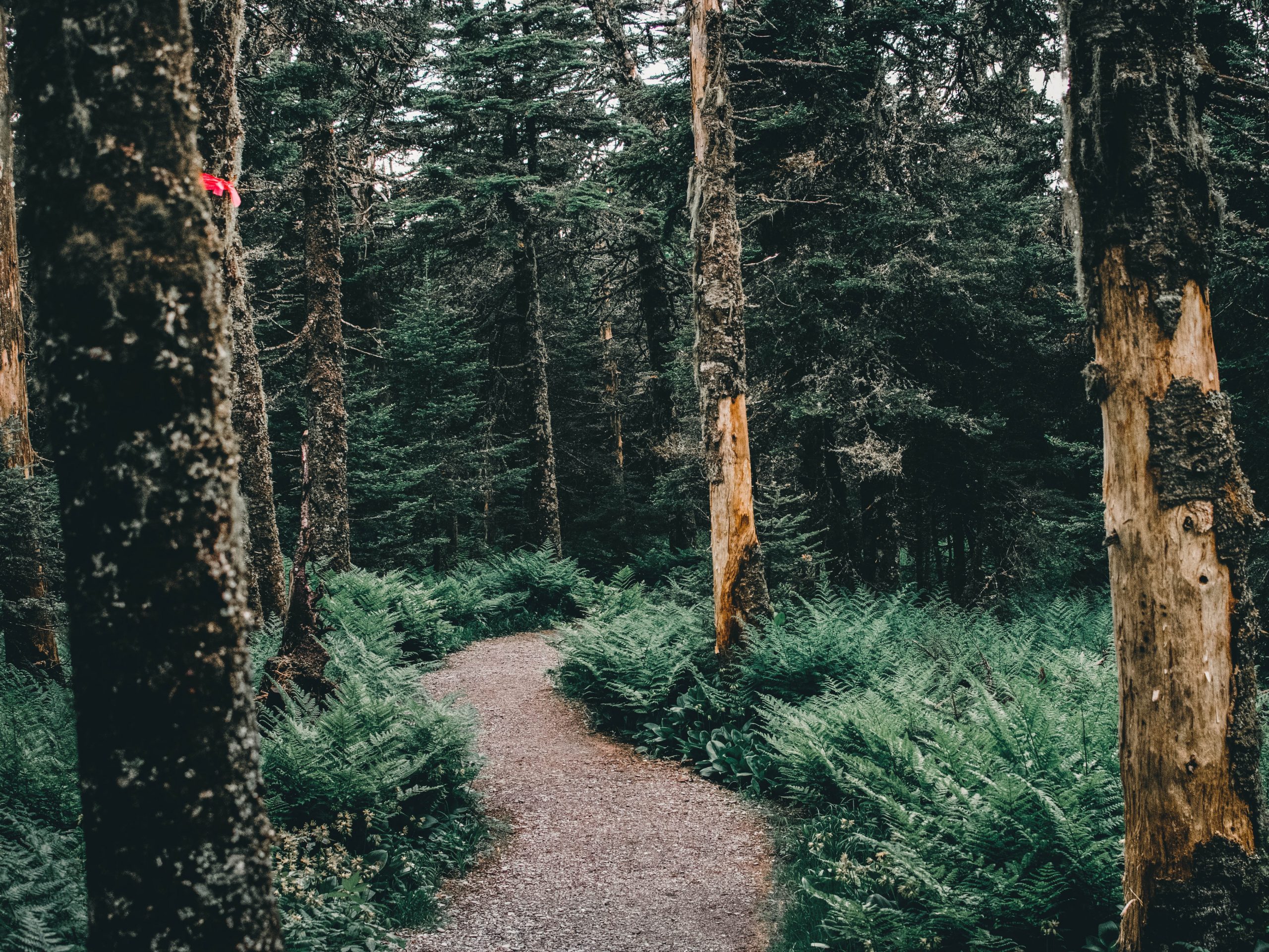 ali-kazal-X3lL8eDacAc-unsplash