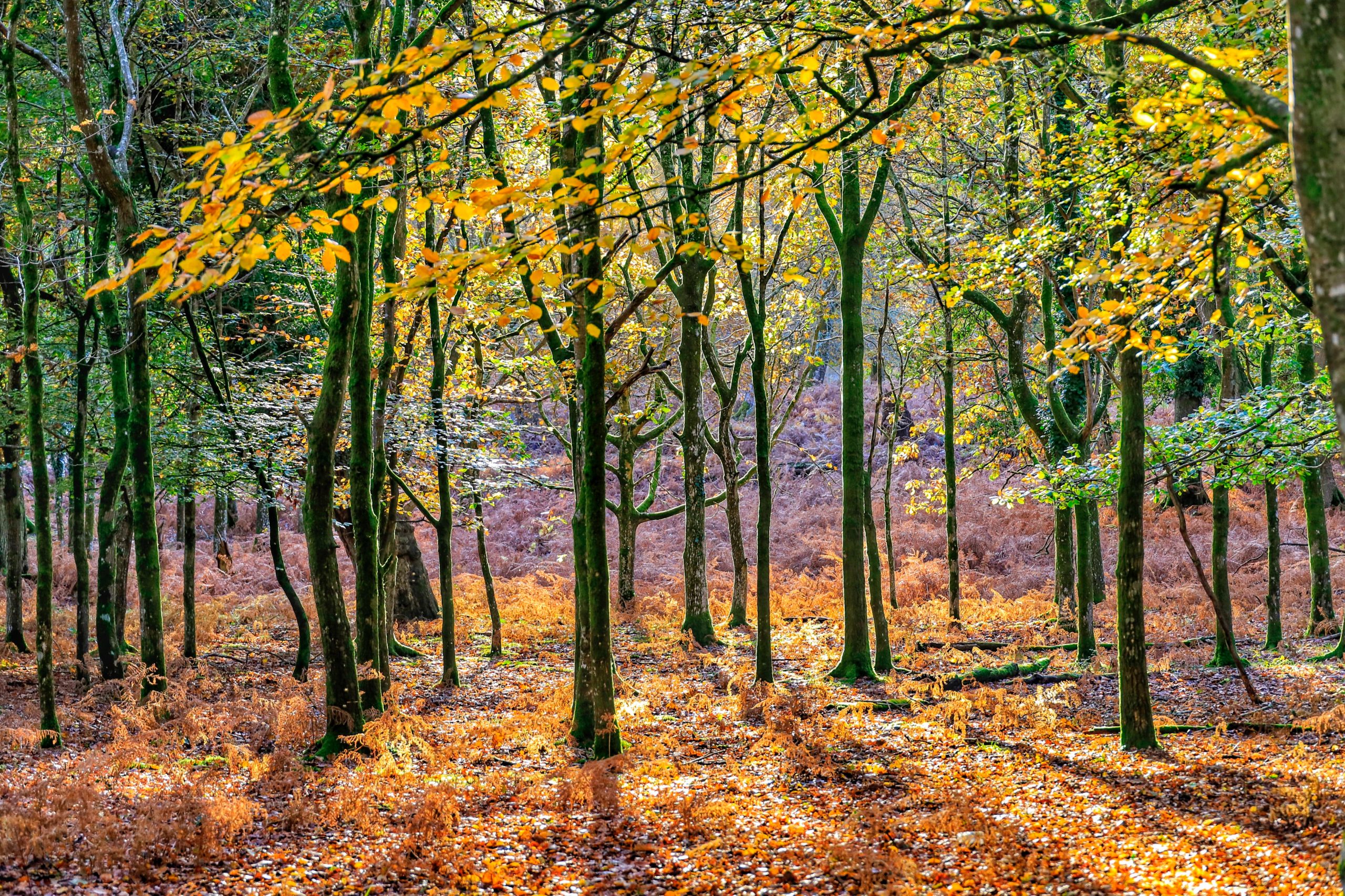 richard-loader-67f6WQqZfUk-unsplash