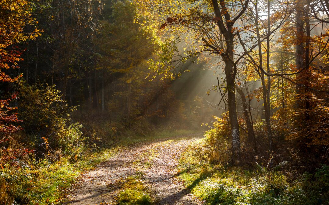 Entretien des forêts